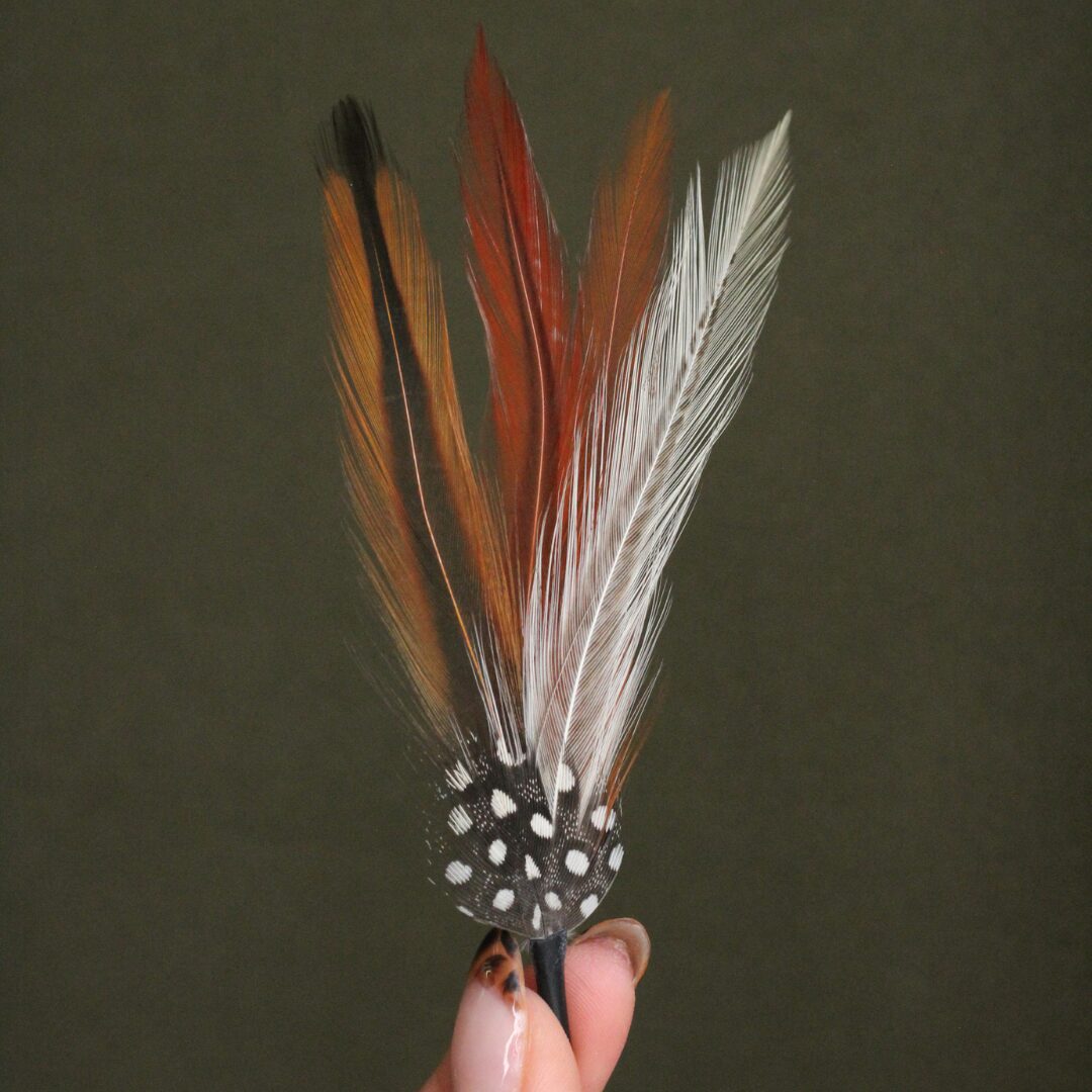 Pluma Gallo de Pelea